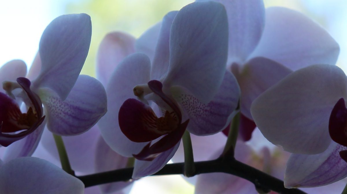 Edify Santa Ynez Valley Co-Op&nbsp;News